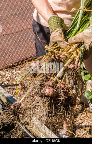 Frau mit frisch geernteter Knoblauch in einem Garten im westlichen Washington, USA.  Wenn die Ernte Knoblauch ist ein Urteilanruf, aber b Stockfoto