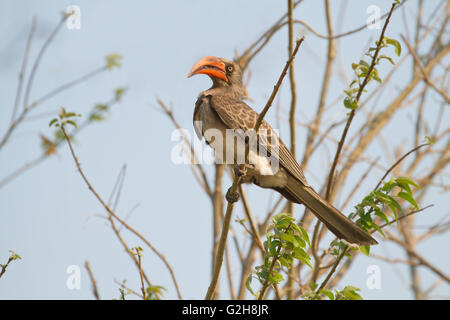 Gekrönt Hornbill thront auf einem Baum im Chobe Nationalpark, Botswana, Afrika Stockfoto