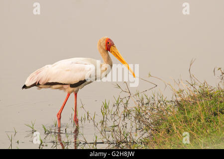 Gelb-billed Storch waten im Chobe Fluss im Chobe Nationalpark, Botswana, Afrika.  Sie haben eine Fangtechnik der Verwendung Stockfoto