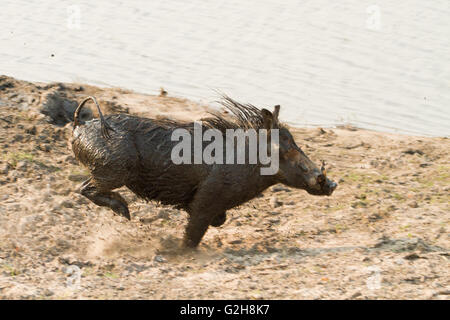 Schlammigen Sie, nassen Warzenschwein läuft nach Schlamm Baden im Chobe Nationalpark, Botswana, Afrika Stockfoto