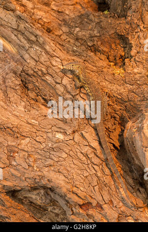 Wasser-Waran auf der Seite ein Baum, gut getarnt im Chobe Nationalpark, Botswana, Afrika. Stockfoto