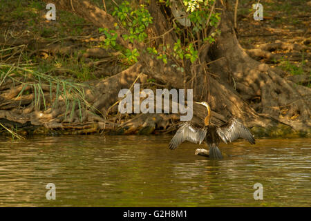 Afrikanische Darter thront mit ausgebreiteten Flügeln nach dem Schwimmen in den Chobe Fluss im Chobe Nationalpark, Botswana, Afrika Stockfoto