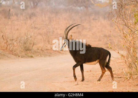 Männliche Rappenantilopen Wandern im Chobe Nationalpark, Botswana, Afrika Stockfoto