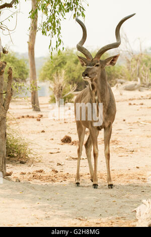 Männliche große Kudu stehen im Chobe Nationalpark, Botswana, Afrika Stockfoto