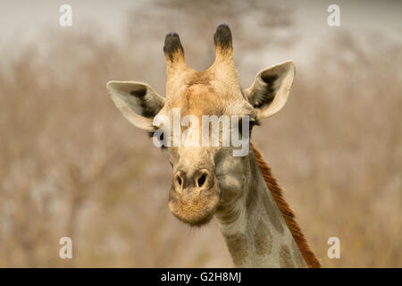 South African Giraffe Kopf und Schultern anzeigen im Chobe Nationalpark, Botswana, Afrika Stockfoto