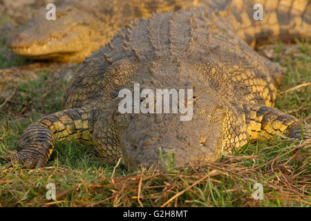 Zwei Nil-Krokodile liegen neben den Chobe Fluss, Chobe Nationalpark, Botswana, Afrika Stockfoto