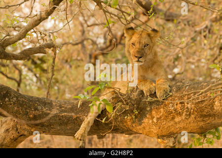 Rund zwei Jahre alten männlichen Löwen im Baum im Zambezi Nationalpark, Sambia, Afrika Stockfoto