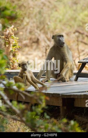 Zwei Chacma Paviane auf einem Holzdeck auf dem Gelände der königlichen Sambesi-Lodge in der Nähe von Lower Zambezi National Park, Sambia, Afrika Stockfoto