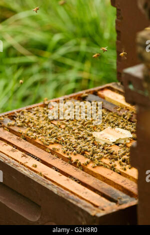 Blick auf die Frames in der Tiefe Super des Honigs, der mit den Bienen über den Winter bleiben wird. Stockfoto