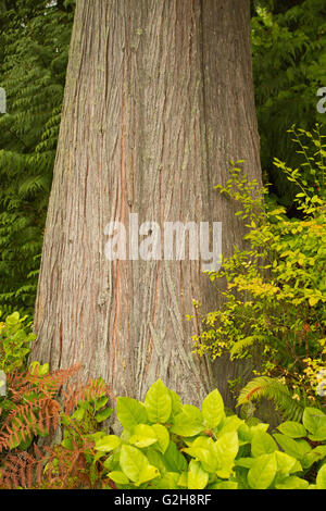 Western Red Cedar Tree in Squak Mountain State Park in der Nähe von Issaquah, Washington, USA. Stockfoto