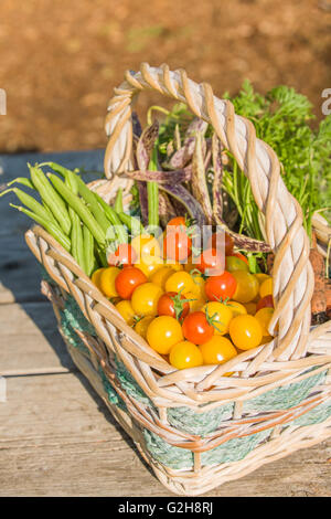 Korb mit frisch geernteten Bioprodukte, einschließlich rote Kirschtomaten, gelbe Cherry-Tomaten, grünen Pfostenbohnen, Karotten Stockfoto