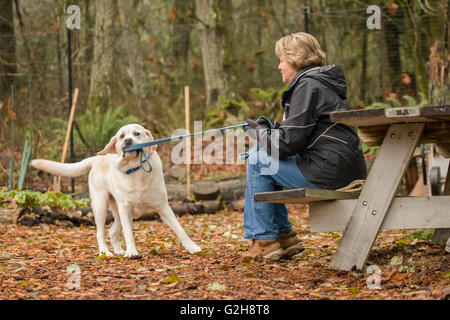 Murphy, englische Yellow Labrador Retriever, spielerisch zerren an der Leine mit dem Besitzer, in einem Park in Issaquah, Washington, USA Stockfoto