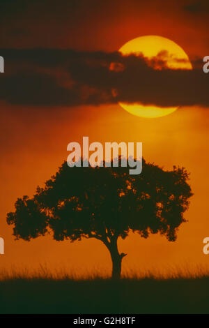Akazie Baum Silhouette mit Sonnenuntergang hinter ihm in der Massai Mara, Kenia Stockfoto