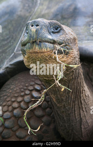 Galapagos Riesenschildkröte, Chelonoidis nigra, größte lebende Schildkrötenart, die sich von der Vegetation ernährt Stockfoto