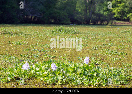 Wasserhyazinthe (Eichhornia Crassipes) und Salvinia vollständig bedeckt die Wasseroberfläche im Atchafalaya Swamp Stockfoto