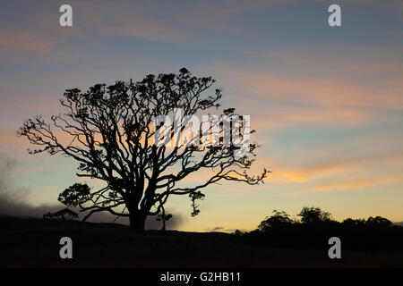 Mutter Bäume, alte Wachstum, Hawaiian Vermächtnis Hartholz, Kukaiau Stockfoto