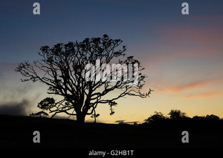 Mutter Bäume, alte Wachstum, Hawaiian Vermächtnis Hartholz, Kukaiau Stockfoto