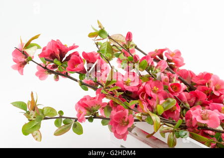 Japanische rose Blumen in einer Box auf weißer Seide Stoff Stockfoto