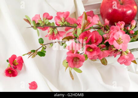 Japanische rose Blumen auf weißer Seide Stoff Stockfoto