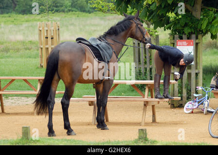 Richmond Park, London, UK, 30. Mai 2016, Pferd Reiter Datenbankgröße in Tea-Room im Richmond Park an bewölkten Feiertag. Bildnachweis: JOHNNY ARMSTEAD/Alamy Live-Nachrichten Stockfoto