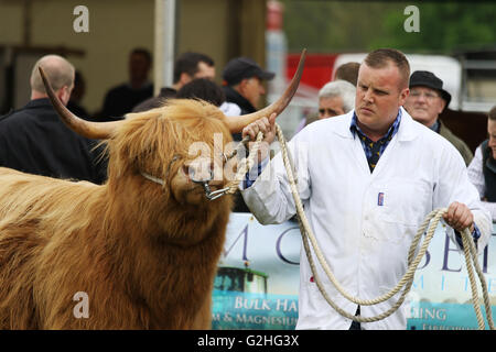 Bywell, England - 30. Mai 2016: Highland Kuh auf der Northumberland County Show in Bywell in Northumberland, England. Bildnachweis: AC Bilder/Alamy Live-Nachrichten Stockfoto