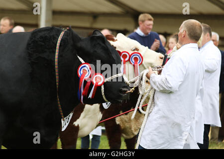 Bywell, England - 30. Mai 2016: Rinder in den Urteilen Ring an der Northumberland County Show am Bywell in Northumberland, England. Bildnachweis: AC Bilder/Alamy Live-Nachrichten Stockfoto