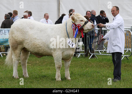 Bywell, England - 30. Mai 2016: Champion Limousin-Kuh in den Urteilen Ring an der Northumberland County Agricultural Show in Bywell Hall, in der Nähe von Stocksfield, im Nordosten Englands. Die Landwirtschaft ist ein wichtiger Bestandteil der Wirtschaft in der Region und solche Veranstaltungen Shows ziehen zahlreiche Besucher. Bildnachweis: AC Bilder/Alamy Live-Nachrichten Stockfoto