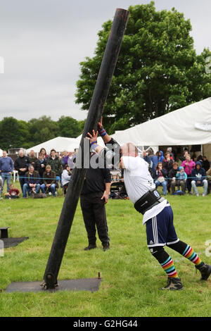 Bywell, England - 30. Mai 2016: Ein Konkurrent in der Paare-Event des Förderwettbewerbs Strong Man ein 200 kg Stahl Aufrichter während der Northumberland County Show am Bywell in Northumberland, England.  Die beiden Athleten wälzt die Pole, die an der Basis, über einander so oft wie möglich innerhalb einer bestimmten Frist angelenkt ist. Bildnachweis: AC Bilder/Alamy Live-Nachrichten Stockfoto