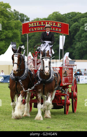 Bywell, England - 30. Mai 2016: The Millisles Clydesdales paar Anzeigen in der Hauptarena an der Northumberland County Agricultural Show in Bywell Hall, in der Nähe von Stocksfield, im Nordosten Englands. Die Landwirtschaft ist ein wichtiger Bestandteil der Wirtschaft in der Region und solche Veranstaltungen Shows ziehen zahlreiche Besucher. Bildnachweis: AC Bilder/Alamy Live-Nachrichten Stockfoto