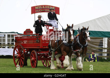 Bywell, England - 30. Mai 2016: The Millisles Clydesdales paar Anzeigen in der Hauptarena an der Northumberland County Agricultural Show in Bywell Hall, in der Nähe von Stocksfield, im Nordosten Englands. Die Landwirtschaft ist ein wichtiger Bestandteil der Wirtschaft in der Region und solche Veranstaltungen Shows ziehen zahlreiche Besucher. Bildnachweis: AC Bilder/Alamy Live-Nachrichten Stockfoto