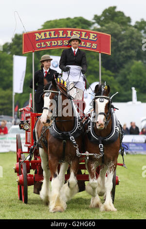 Bywell, England - 30. Mai 2016: The Millisles Clydesdales paar Anzeigen in der Hauptarena an der Northumberland County Agricultural Show in Bywell Hall, in der Nähe von Stocksfield, im Nordosten Englands. Die Landwirtschaft ist ein wichtiger Bestandteil der Wirtschaft in der Region und solche Veranstaltungen Shows ziehen zahlreiche Besucher. Bildnachweis: AC Bilder/Alamy Live-Nachrichten Stockfoto