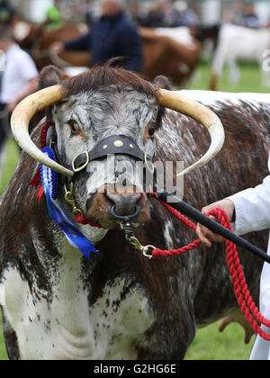 Bywell, England - 30. Mai 2016: Champion English Longhorn Kuh an der Northumberland County Show am Bywell in Northumberland, England. Bildnachweis: AC Bilder/Alamy Live-Nachrichten Stockfoto