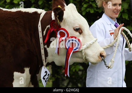 Bywell, England - 30. Mai 2016: Champion Hereford Kuh an der Northumberland County Show am Bywell in Northumberland, England. Bildnachweis: AC Bilder/Alamy Live-Nachrichten Stockfoto