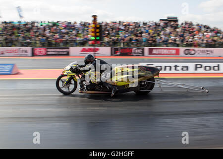 Northants, England. 29 Mai 2016. Santa Pod Raceway, FIA Main Event 29. Mai 2016 Runde 1 der FIA/FIM European Championships, Drag Bikes im Wettbewerb während der Elimation bei Santa Pod Raceway Credit Runden: Jason Richardson / Alamy Live News Stockfoto