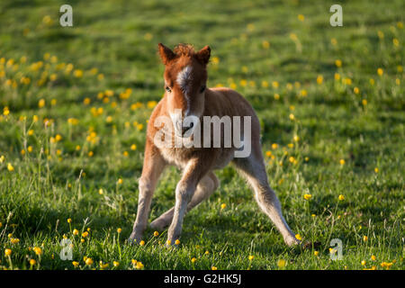 Southport, Merseyside, UK: 31. Mai 2016. Diese Gangly neu geborene Junge palomino Creme Shetland pony, die bei der Geburt weniger als ein Neugeborenes menschliches Baby gewogen. Ist die Erwärmung in der Morgensonne und ist nur ein wenig größer als die ranunkeln in seiner Wiese. Dieses beeindruckende Miniatur, namens Keks steht nur 17 cm groß wird nach dem Absetzen zum Verkauf angeboten werden. Obwohl winzig die Rasse robust und widerstandsfähig, und stark für ihre Größe. Stockfoto