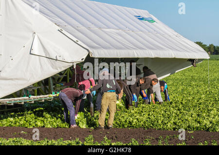 Tarleton, Preston, Großbritannien, 31. Mai 2016. Vertrag Arbeitsmigranten wählen die erste Ernte von Kopfsalat für den Markt als das anhaltend warme Wetter für eine gute Saison in diesem Markt Gartenarbeit macht. Viele Migranten Landarbeiter werden eingestellt in landwirtschaftlichen Betrieben durch Verbindung zu arbeiten, oft als "landwirtschaftlichen Arbeitskräfte Fremdfirmen' oder 'crewleaders." Andere Landwirte in der Gegend bieten caravan Unterkunft für den saisonalen Arbeitsmigranten. Die Gegend ist ein großer Arbeitgeber, Staatsangehörige von EU-Ländern während der Sommermonate. Stockfoto