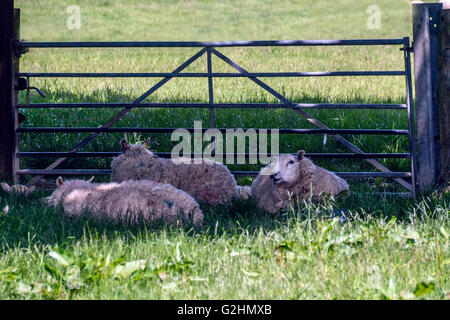 Ivydene Farm Aberaeron West Wales UK. 31. Mai 2016. UK-Wetter. Schafe halten kühl im Schatten einer alten Eiche mit dort überwintern Flöhe noch auf. An einem heißen sonnigen Tag in West Wales Credit: Andrew Chittock/Alamy Live-Nachrichten Stockfoto