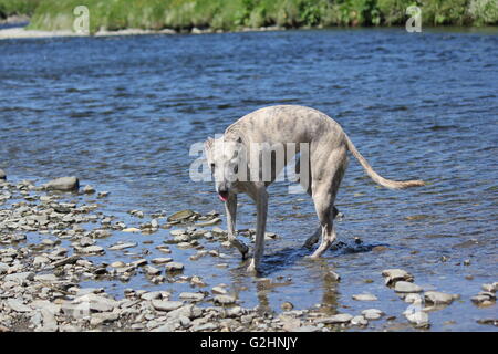 Aberystwyth, Ceredigion, Wales, UK. 31. Mai 2016. einem anderen warmen und sonnigen Tag an der walisischen Küste, Familien Picknick während Hunde erfrischen Sie sich im Fluß Ystwyth Credit: mike Davies/Alamy Live News Stockfoto