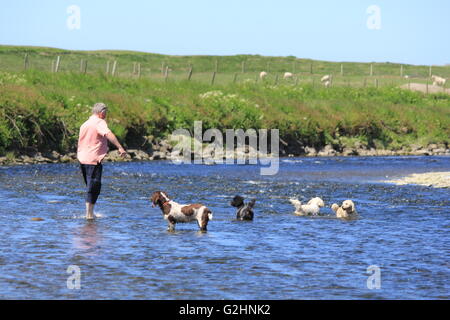 Aberystwyth, Ceredigion, Wales, UK. 31. Mai 2016. einem anderen warmen und sonnigen Tag an der walisischen Küste, Familien Picknick während Hunde erfrischen Sie sich im Fluß Ystwyth Credit: mike Davies/Alamy Live News Stockfoto