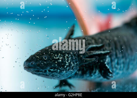 Dresden, Deutschland. 30. Mai 2016. Ein Axolotl (Z.B. geschieht), auch bekannt als mexikanische Salamander oder einen mexikanischen zu Fuß Fisch schwimmt in einem Tank im Zentrum für Regenerative Therapien an der technischen Universität in Dresden, Deutschland, 30. Mai 2016. Wissenschaftler an der technischen Universität in Dresden nutzen die Axolotl forschen auf regenerative Therapie-Optionen. Foto: ARNO BURGI/DPA/Alamy Live-Nachrichten Stockfoto