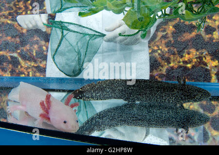 Dresden, Deutschland. 30. Mai 2016. Zwei Axolotl (Z.B. geschieht), auch bekannt als mexikanische Salamander oder eine mexikanische gehen Fische schwimmen in einem Tank im Zentrum für Regenerative Therapien an der technischen Universität in Dresden, Deutschland, 30. Mai 2016. Wissenschaftler an der technischen Universität in Dresden nutzen die Axolotl forschen auf regenerative Therapie-Optionen. Foto: ARNO BURGI/DPA/Alamy Live-Nachrichten Stockfoto