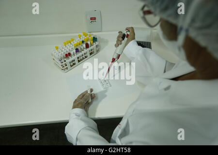 Salvador da Bahia, Brasilien. 31. Mai 2016. Ein Mitarbeiter der Firma Bahiafarma arbeitet bei einem Test in einem Labor in Salvador de Bahia, Brasilien, am 31. Mai 2016. Roberto Jose da Silva Badaro, stellvertretender Sekretär des Staates Gesundheit von Bahia, Fabio Villas-Boas, Gesundheitsminister des Staates Bahia und Ronaldo Dias, Président-Directeur des Bahiafarma, besuchte am Dienstag eine Präsentation der Zika-Virus-Erkennung zu testen, laut der lokalen Presse. © Lucas Melo/AGENCIA ESTADO/Xinhua/Alamy Live-Nachrichten Stockfoto