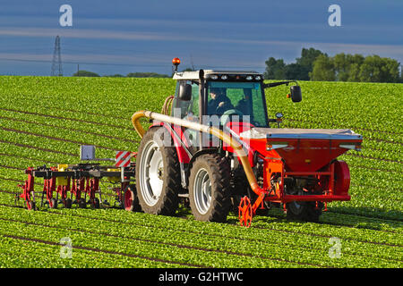 Tarleton, Lancashire, UK. 1. Juni 2016. Umherziehenden Wanderarbeiter Reisen zu Tarleton jedes Jahr um Hilfe bei Anbau und Ernte von Salat ernten, die dann auf großen britischen Supermärkten verkauft werden.  Agricultural ansässigen Arbeitgebern zählen Landwirte, landwirtschaftlichen Genossenschaften, Getreidesilos, Gewächshäuser, Küchenmaschinen und Baumschulen.  Einige können mit arbeitsrechtlichen Lohnunternehmer, die Einstellung zu überwachen und Zahlung der Migrant oder saisonale Besatzungen Vertrag. Bildnachweis: Cernan Elias/Alamy Live-Nachrichten Stockfoto