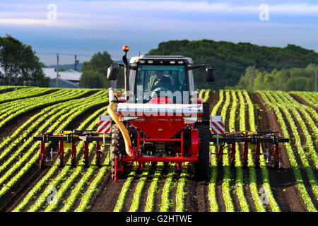 Tarleton, Lancashire, UK. 1. Juni 2016. Umherziehenden Wanderarbeiter Reisen zu Tarleton jedes Jahr um Hilfe bei Anbau und Ernte von Salat ernten, die dann auf großen britischen Supermärkten verkauft werden.  Agricultural ansässigen Arbeitgebern zählen Landwirte, landwirtschaftlichen Genossenschaften, Getreidesilos, Gewächshäuser, Küchenmaschinen und Baumschulen.  Einige können mit arbeitsrechtlichen Lohnunternehmer, die Einstellung zu überwachen und Zahlung der Migrant oder saisonale Besatzungen Vertrag. Bildnachweis: Cernan Elias/Alamy Live-Nachrichten Stockfoto