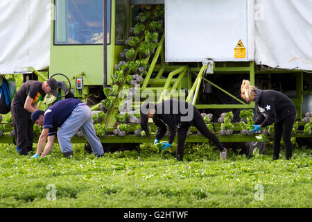 Tarleton, Lancashire, UK. 1. Juni 2016. Umherziehenden Wanderarbeiter Reisen zu Tarleton jedes Jahr um Hilfe bei Anbau und Ernte von Salat ernten, die dann auf großen britischen Supermärkten verkauft werden.  Agricultural ansässigen Arbeitgebern zählen Landwirte, landwirtschaftlichen Genossenschaften, Getreidesilos, Gewächshäuser, Küchenmaschinen und Baumschulen.  Einige können mit arbeitsrechtlichen Lohnunternehmer, die Einstellung zu überwachen und Zahlung der Migrant oder saisonale Besatzungen Vertrag. Bildnachweis: Cernan Elias/Alamy Live-Nachrichten Stockfoto