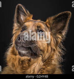Deutscher Schäferhund, Langhaarig, GSD, mit schwarzem Hintergrund und eine lustige Ausdruck Stockfoto