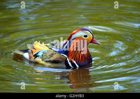 Männliche Mandarinente lateinische Bezeichnung Aix galericulata Stockfoto