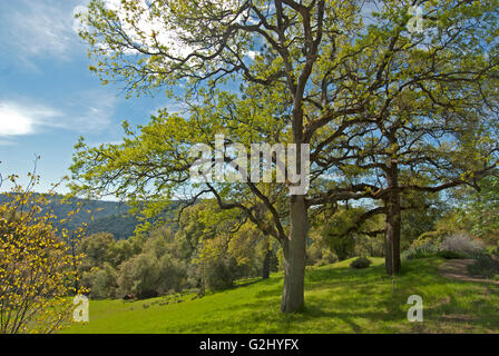 Kalifornien-Eichen im Frühling auf dem Hügel-Land im El Dorado County, Kalifornien Stockfoto