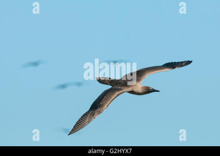 Red-footed Tölpel, Sula Sula, Isla Genovesa, Galapagos-Inseln, Ecuador Stockfoto