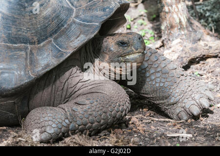 San Cristobal Galapagos-Riesenschildkröten, Geochelone Nigra Chatamensis, Isla Floreana, Galapagos-Inseln, Ecuador Stockfoto